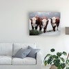 Trademark Fine Art Carolyne Hawley 'Winter Shadows Cows' Canvas Art, 35x47 WAG11949-C3547GG